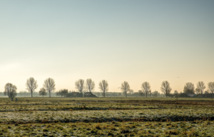 Champ agricole avec cultures diversifiées et arbres en agroforesterie, illustrant l'adaptation de l'agriculture au changement climatique.