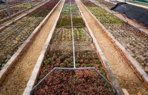 Rangées de cultures maraîchères avec tuyaux d'irrigation goutte-à-goutte visibles entre les plants, sol humide et végétation verte sous lumière naturelle.