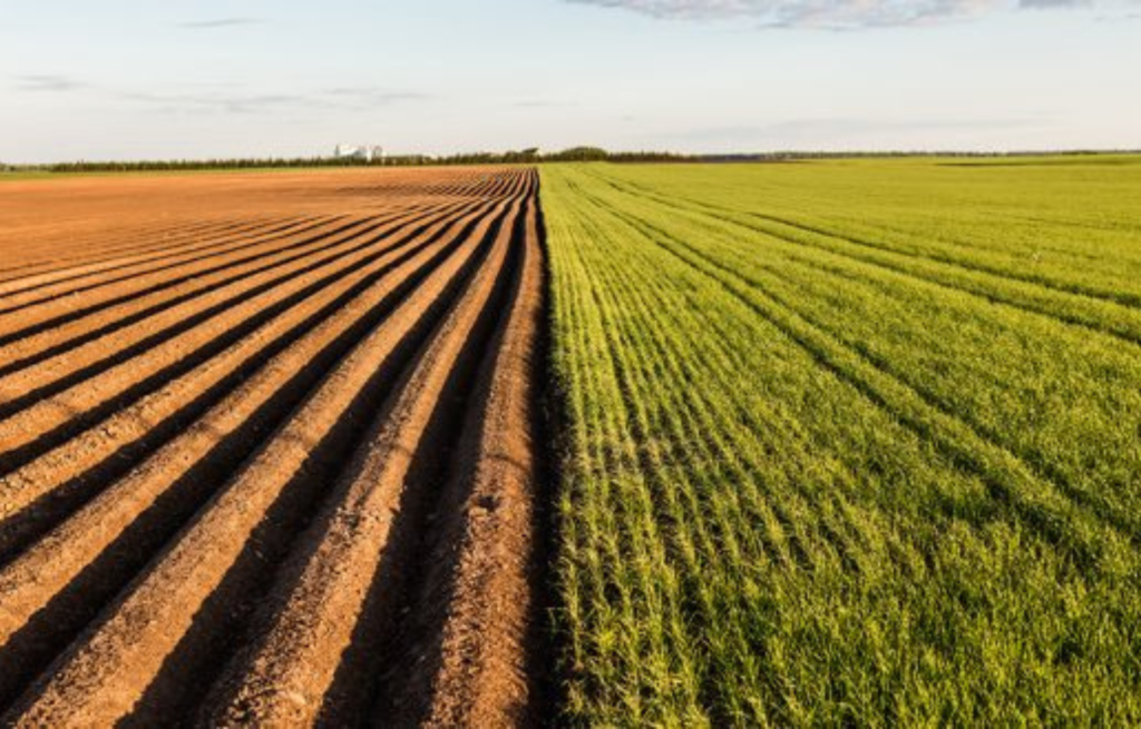 Agriculteur tenant de la terre fertile dans ses mains dans un champ recouvert de végétation verte