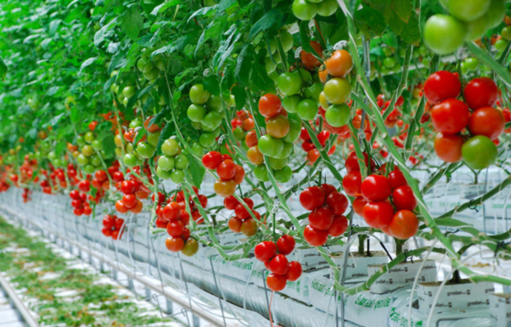 Rangées de légumes verts cultivés en hydroponie dans une ferme urbaine moderne avec vue sur une ville africaine en arrière-plan.