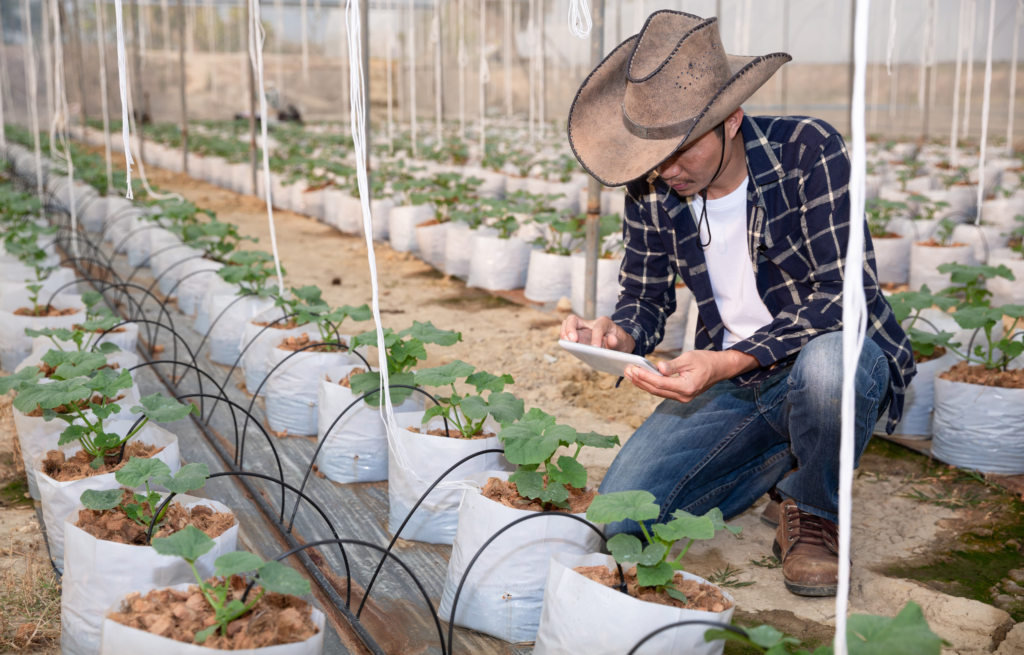 Capteur connecté et système de goutte-à-goutte dans un champ de légumes, illustrant l'irrigation intelligente de précision.